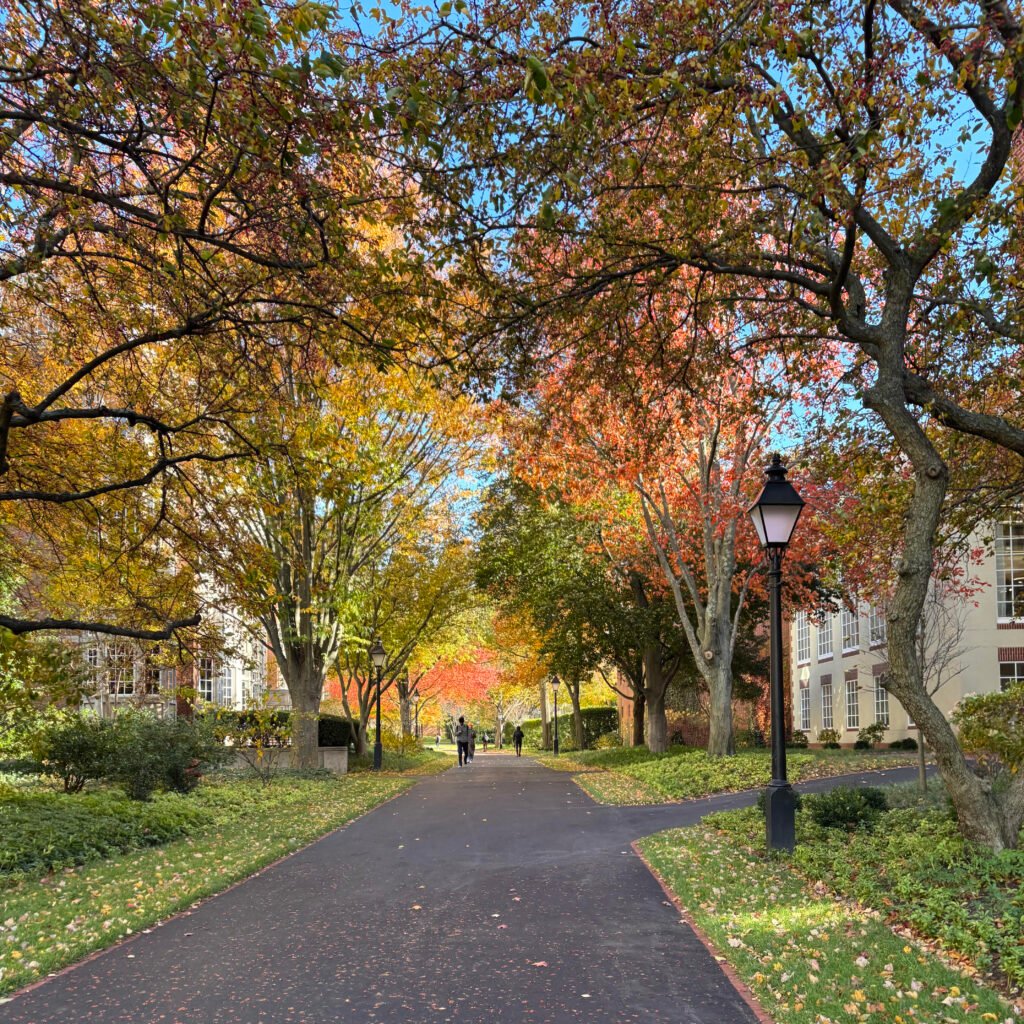 A walkway at Harvard University with beautiful maples and other trees lining either side. The leaves on the trees have changed to yellow and orange in the fall. Students walk down the path in the distance on a sunny day.